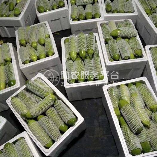 大理弥渡西葫芦种植基地 供应量 40吨图8