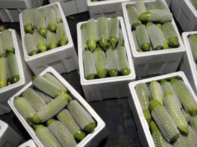大理弥渡西葫芦种植基地 供应量 40吨图8