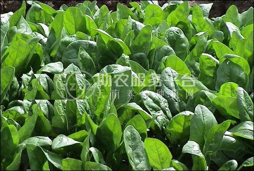 大理弥渡思怡波菜种植基地 供应量 40吨图1
