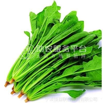 大理弥渡思怡波菜种植基地 供应量 40吨图2