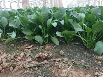 大理弥渡思怡波菜种植基地 供应量 40吨图3