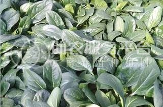大理弥渡思怡波菜种植基地 供应量 40吨图4