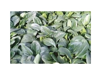 大理弥渡思怡波菜种植基地 供应量 40吨图4