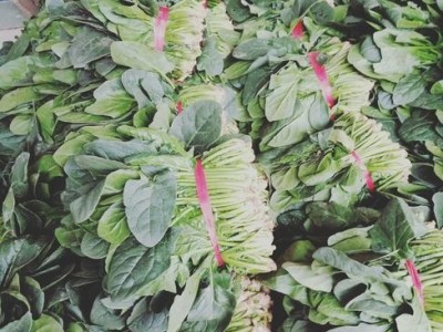 大理弥渡思怡波菜种植基地 供应量 40吨图5