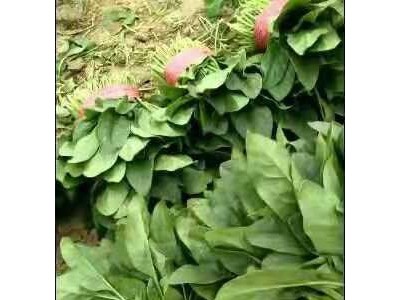 大理弥渡思怡波菜种植基地 供应量 40吨图6