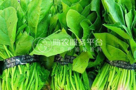 大理弥渡思怡波菜种植基地 供应量 40吨图7