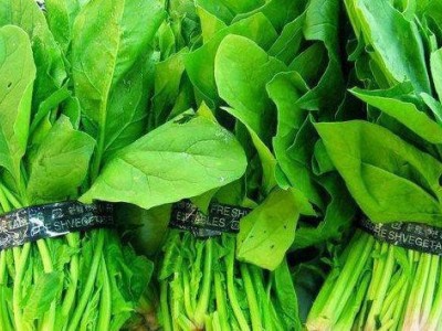 大理弥渡思怡波菜种植基地 供应量 40吨图7