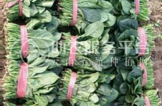 大理弥渡思怡波菜种植基地 供应量 40吨图8