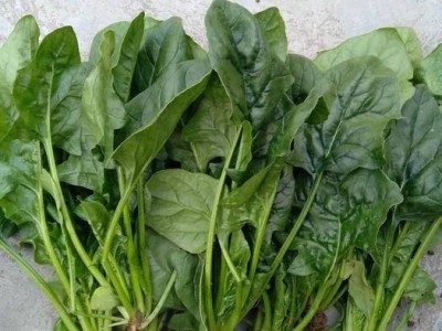 大理弥渡思怡波菜种植基地 供应量 40吨图9