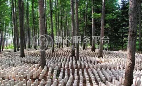 云南玉溪俊豪食用菌种植基地 供应量 40吨图1