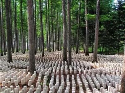 云南玉溪俊豪食用菌种植基地 供应量 40吨