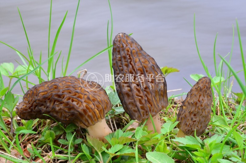 云南玉溪俊豪食用菌种植基地 供应量 40吨图2