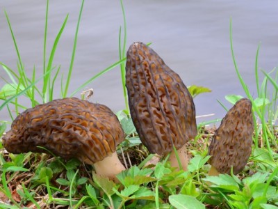 云南玉溪俊豪食用菌种植基地 供应量 40吨图2