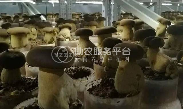 云南玉溪俊豪食用菌种植基地 供应量 40吨图3