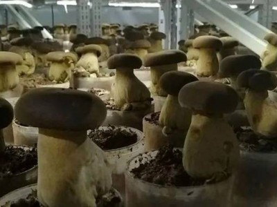 云南玉溪俊豪食用菌种植基地 供应量 40吨图3