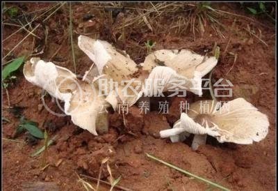 云南玉溪俊豪食用菌种植基地 供应量 40吨图4
