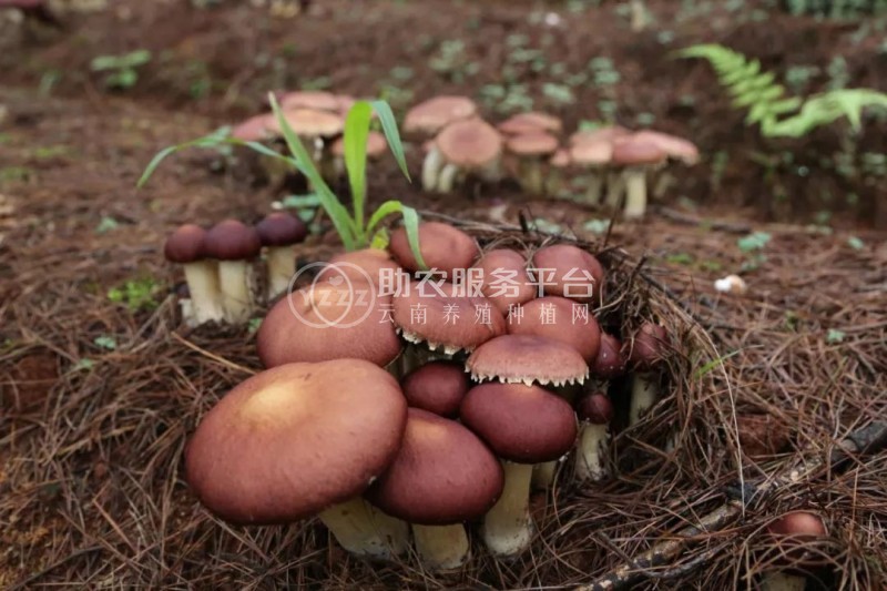 云南玉溪俊豪食用菌种植基地 供应量 40吨图6