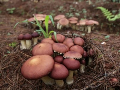 云南玉溪俊豪食用菌种植基地 供应量 40吨图6