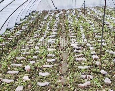 云南玉溪俊豪食用菌种植基地 供应量 40吨图7
