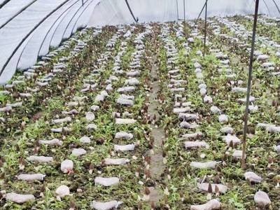 云南玉溪俊豪食用菌种植基地 供应量 40吨图7