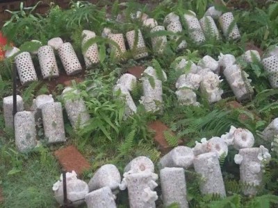 云南玉溪俊豪食用菌种植基地 供应量 40吨图8