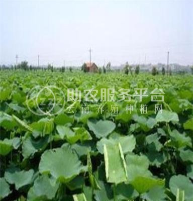 云南昭通盐津俊碧莲藕种植基地 供应量 30吨图1