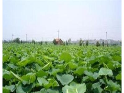 云南昭通盐津俊碧莲藕种植基地 供应量 30吨