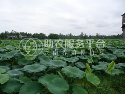 云南昭通盐津俊碧莲藕种植基地 供应量 30吨图2