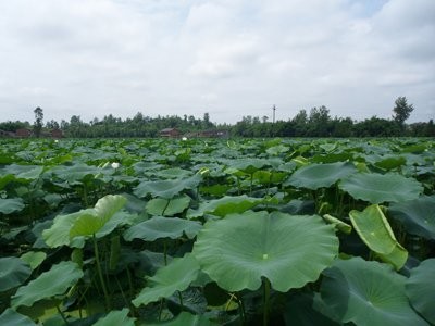 云南昭通盐津俊碧莲藕种植基地 供应量 30吨图4
