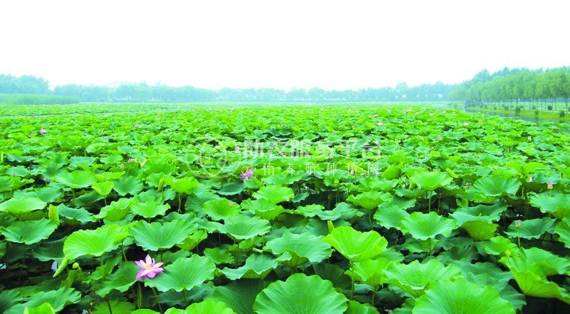 云南昭通盐津俊碧莲藕种植基地 供应量 30吨图5
