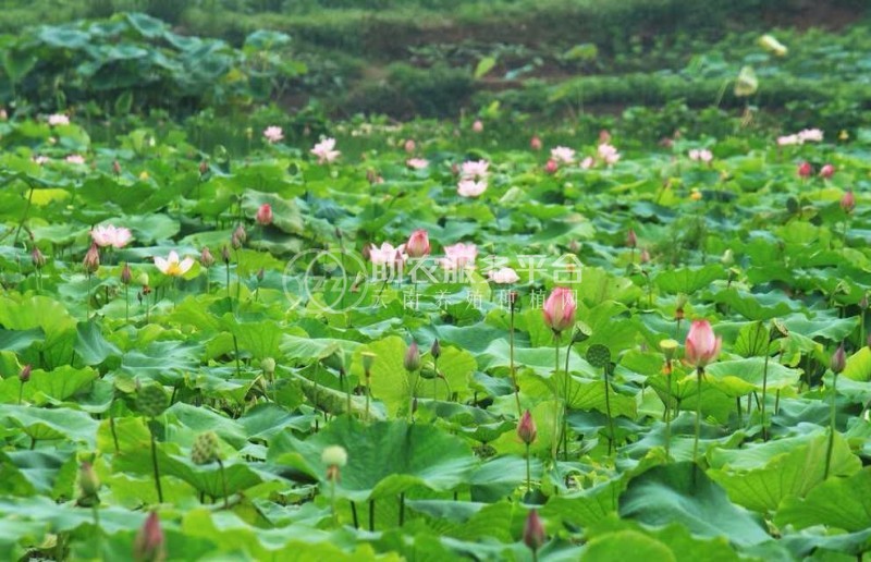 云南昭通盐津俊碧莲藕种植基地 供应量 30吨图6
