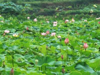 云南昭通盐津俊碧莲藕种植基地 供应量 30吨图6