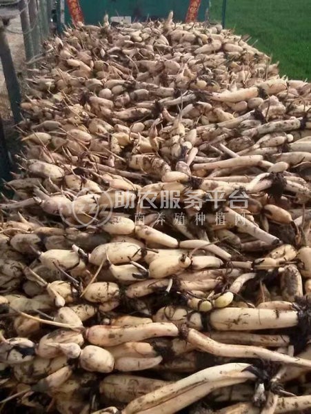 云南昭通盐津俊碧莲藕种植基地 供应量 30吨图8