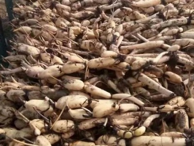 云南昭通盐津俊碧莲藕种植基地 供应量 30吨图8