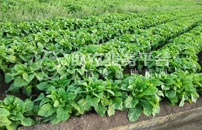 云南昭通巧家县马树镇富民莴苣种植基地 供应量 40吨图1