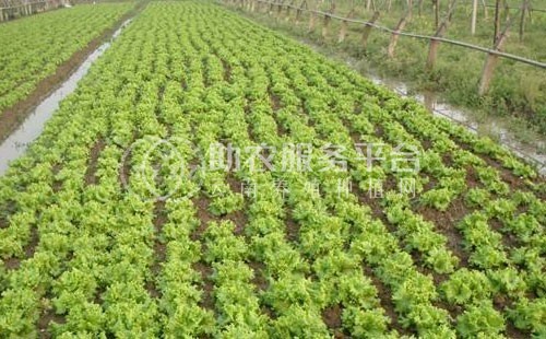 云南昭通巧家县马树镇富民莴苣种植基地 供应量 40吨图2