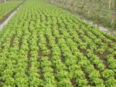 云南昭通巧家县马树镇富民莴苣种植基地 供应量 40吨图2