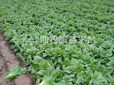 云南昭通巧家县马树镇富民莴苣种植基地 供应量 40吨图3