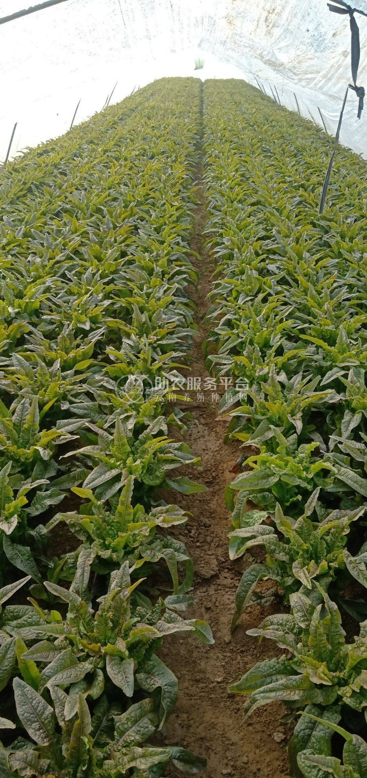 云南昭通巧家县马树镇富民莴苣种植基地 供应量 40吨图4