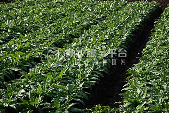 云南昭通巧家县马树镇富民莴苣种植基地 供应量 40吨图5