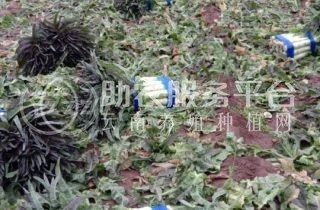 云南昭通巧家县马树镇富民莴苣种植基地 供应量 40吨图6