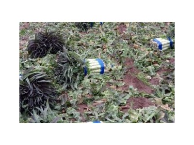 云南昭通巧家县马树镇富民莴苣种植基地 供应量 40吨图6