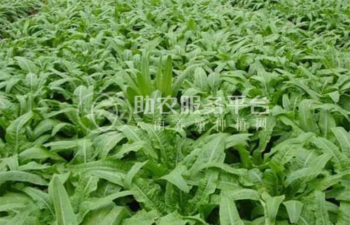 云南昭通巧家县马树镇富民莴苣种植基地 供应量 40吨图7