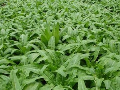 云南昭通巧家县马树镇富民莴苣种植基地 供应量 40吨图7