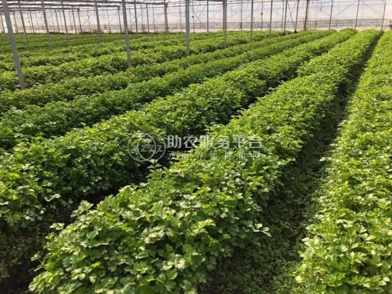 云南昭通巧家县马树镇富民莴苣种植基地 供应量 40吨图8