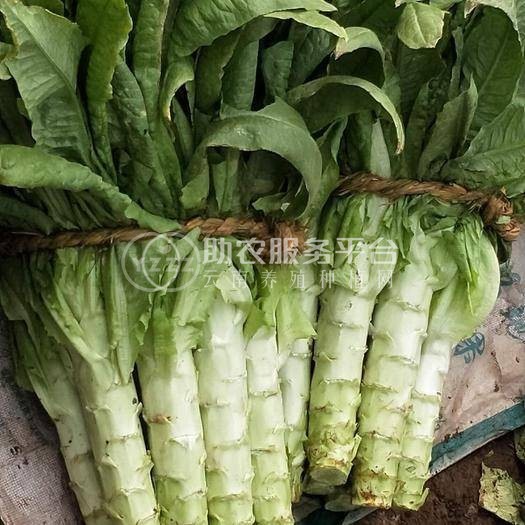 云南昭通巧家县马树镇富民莴苣种植基地 供应量 40吨图9