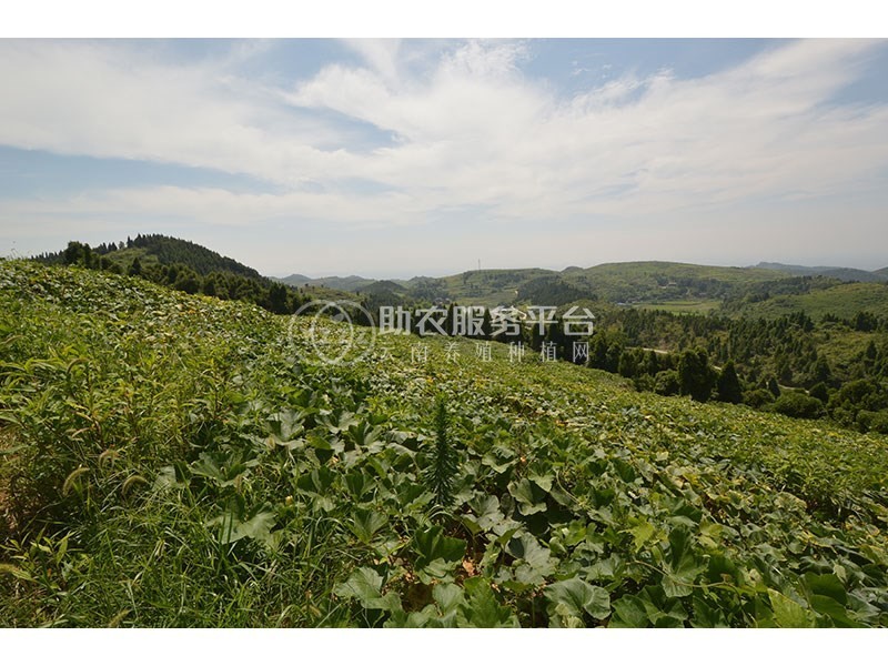 昭通巧家县马树镇兴柱南瓜种植基地 供应量 40吨图1