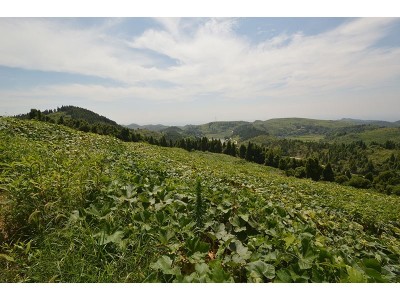 昭通巧家县马树镇兴柱南瓜种植基地 供应量 40吨