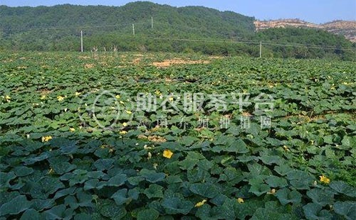 昭通巧家县马树镇兴柱南瓜种植基地 供应量 40吨图2