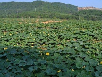 昭通巧家县马树镇兴柱南瓜种植基地 供应量 40吨图2